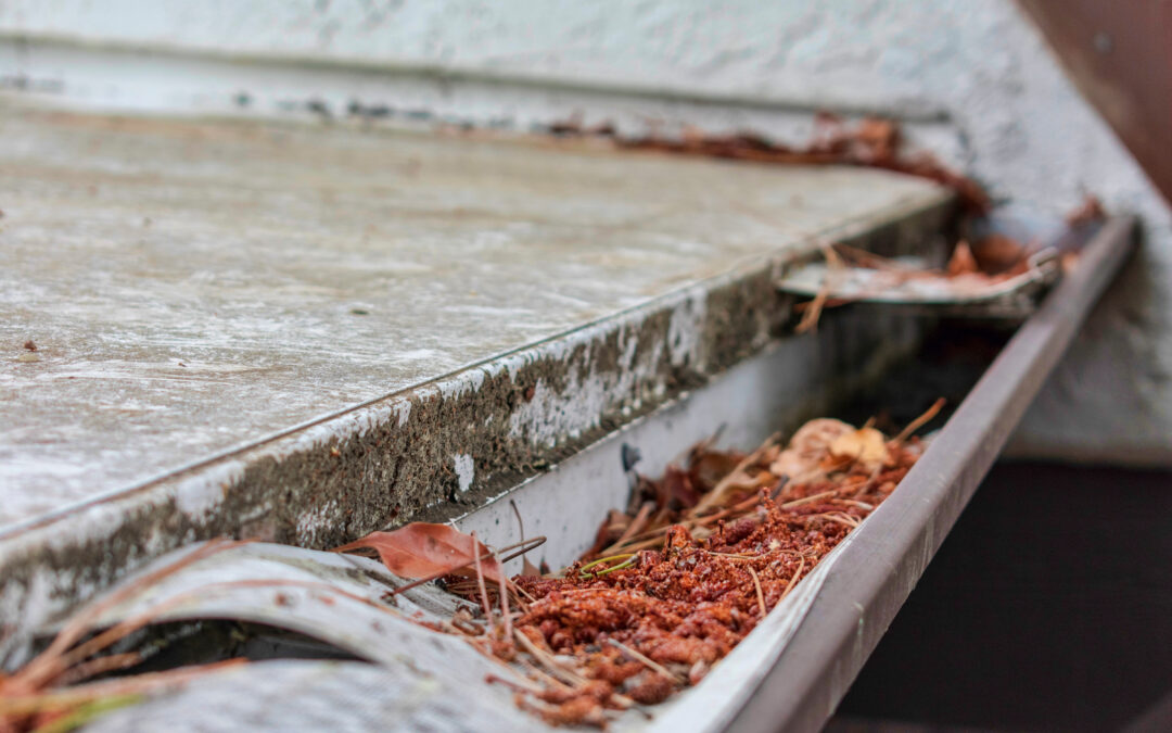 Best Gutter Guards for Pine Needles in Boise: What Actually Works (and What to Avoid)